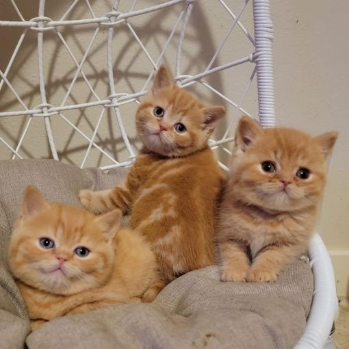 kittens