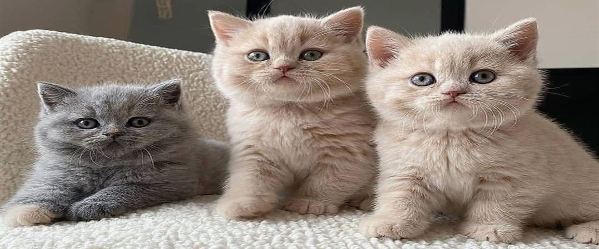 british-shorthair-banner-02