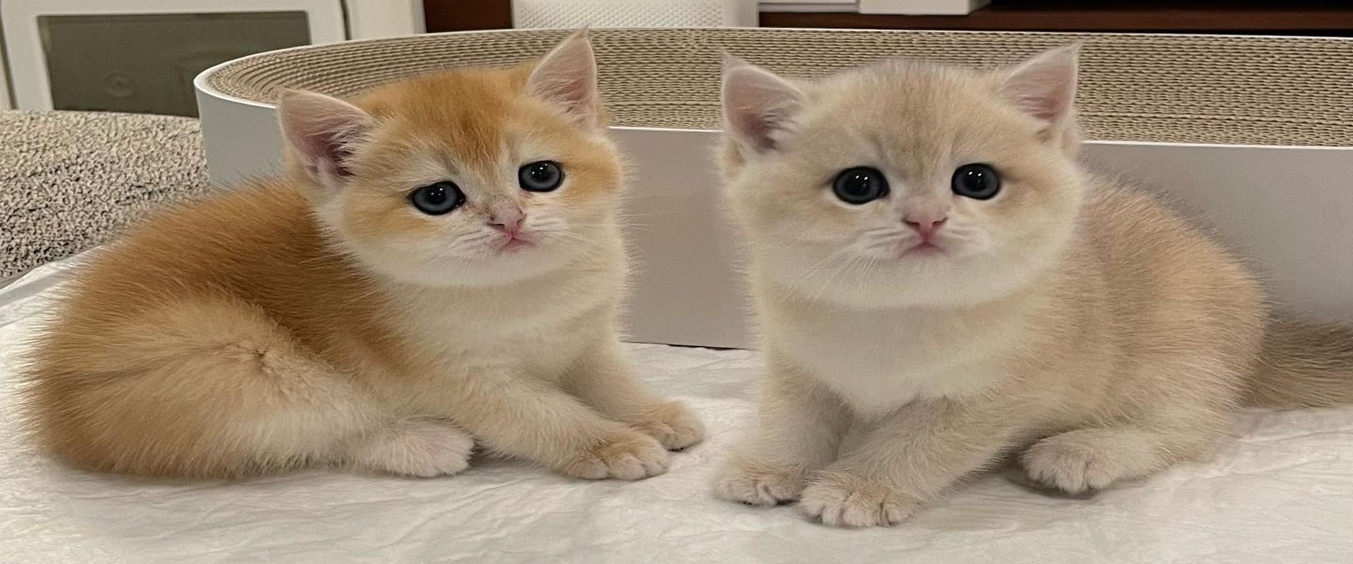 british-shorthair-banner-03