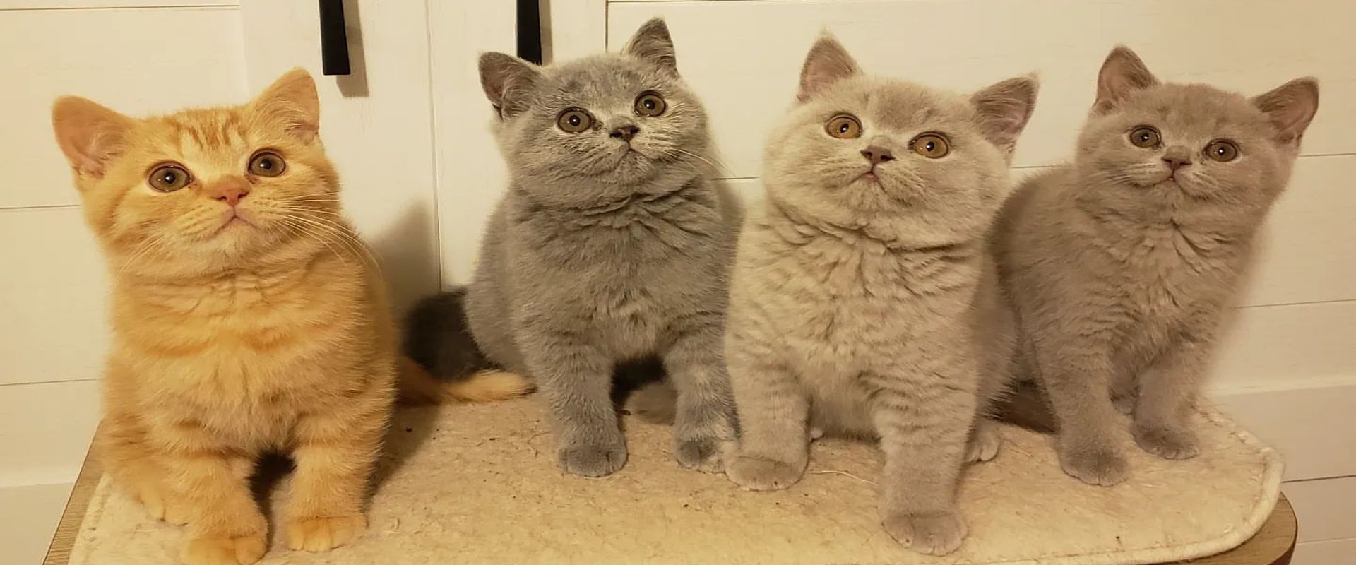 british-shorthair-banner