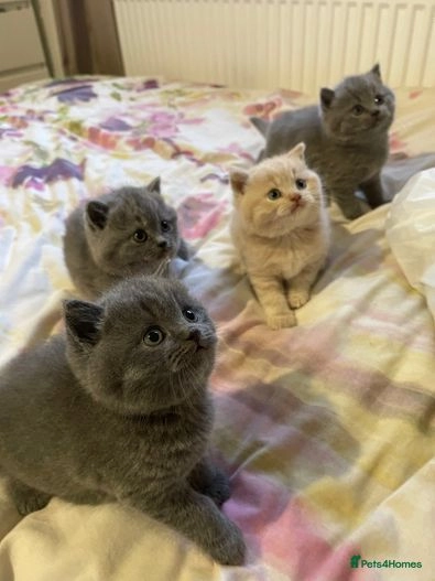 Are British Shorthair kittens easy to train