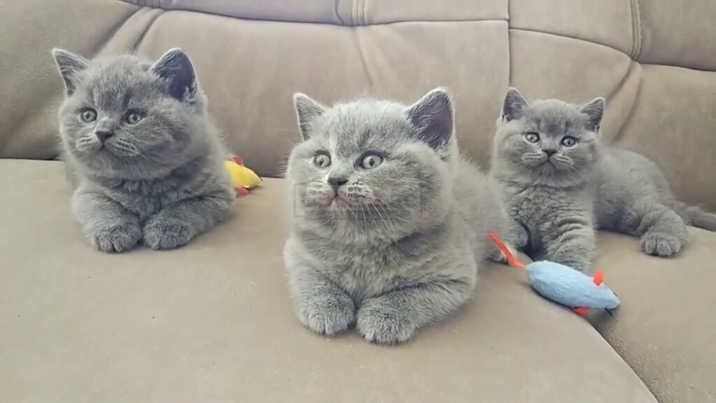 British Shorthair kittens indoors only