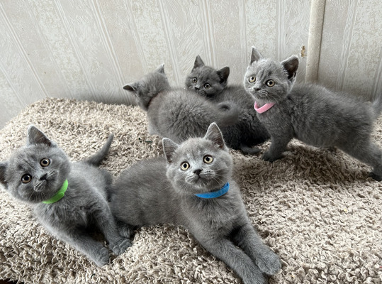 British Shorthair kittens for families