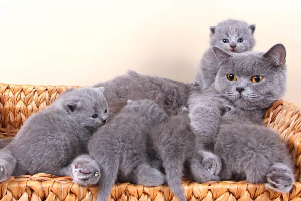 British Shorthair cat cost