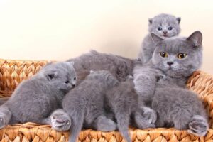 How Much Are British Shorthair Cats