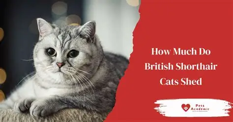 how much do British Shorthair kittens shed