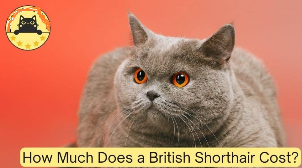 British Shorthair kitten cost UK