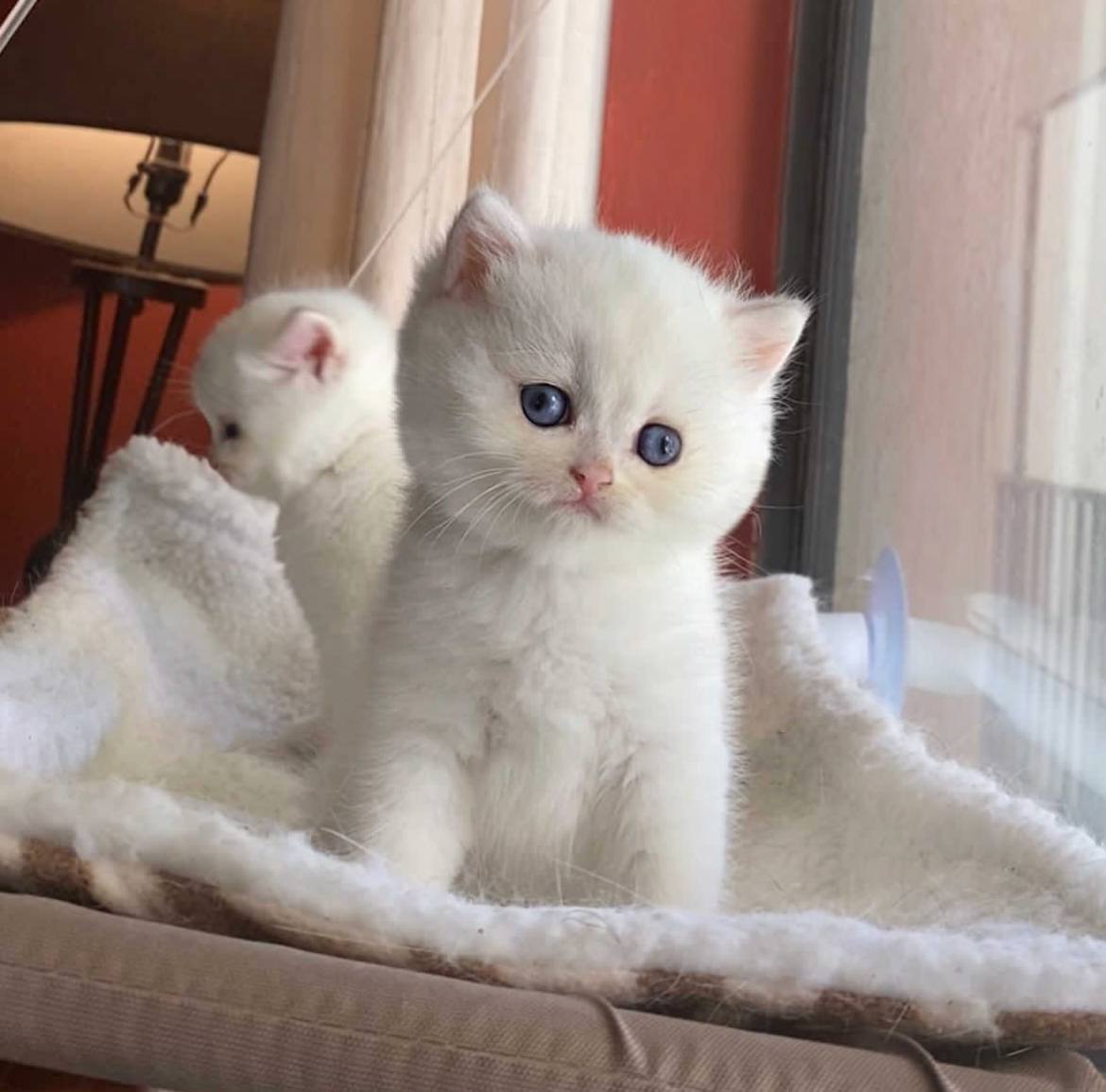 Reputable British Shorthair breeder
