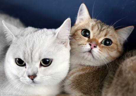 kitten socialization