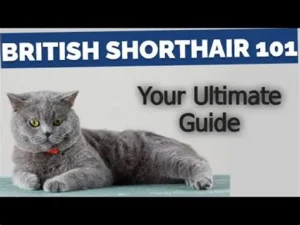 British Shorthair Cat Training