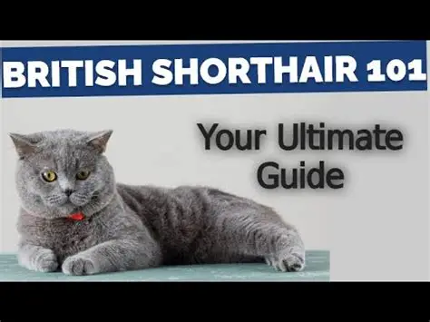 British Shorthair Cat Training