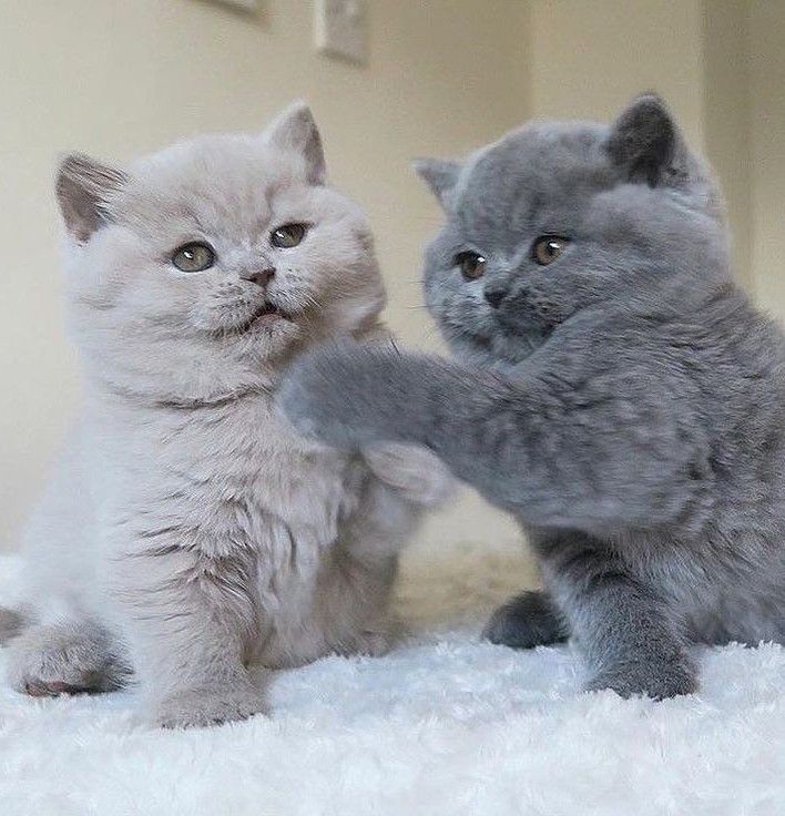 British Shorthair kitten temperament