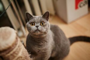 Cuidados Gato British Shorthair