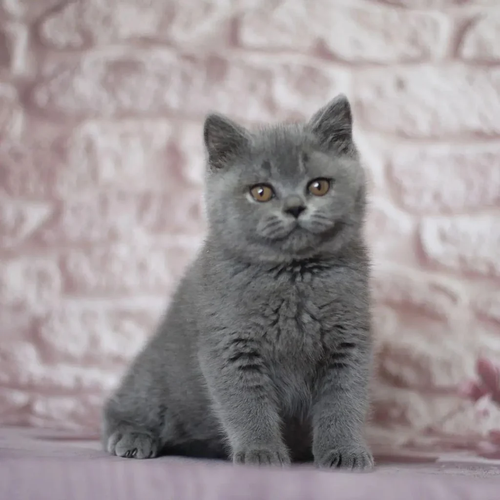 British Blue Cat for Sale