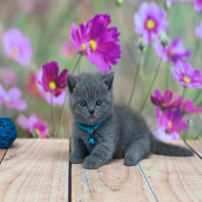 British Blue Hair Cat for Sale