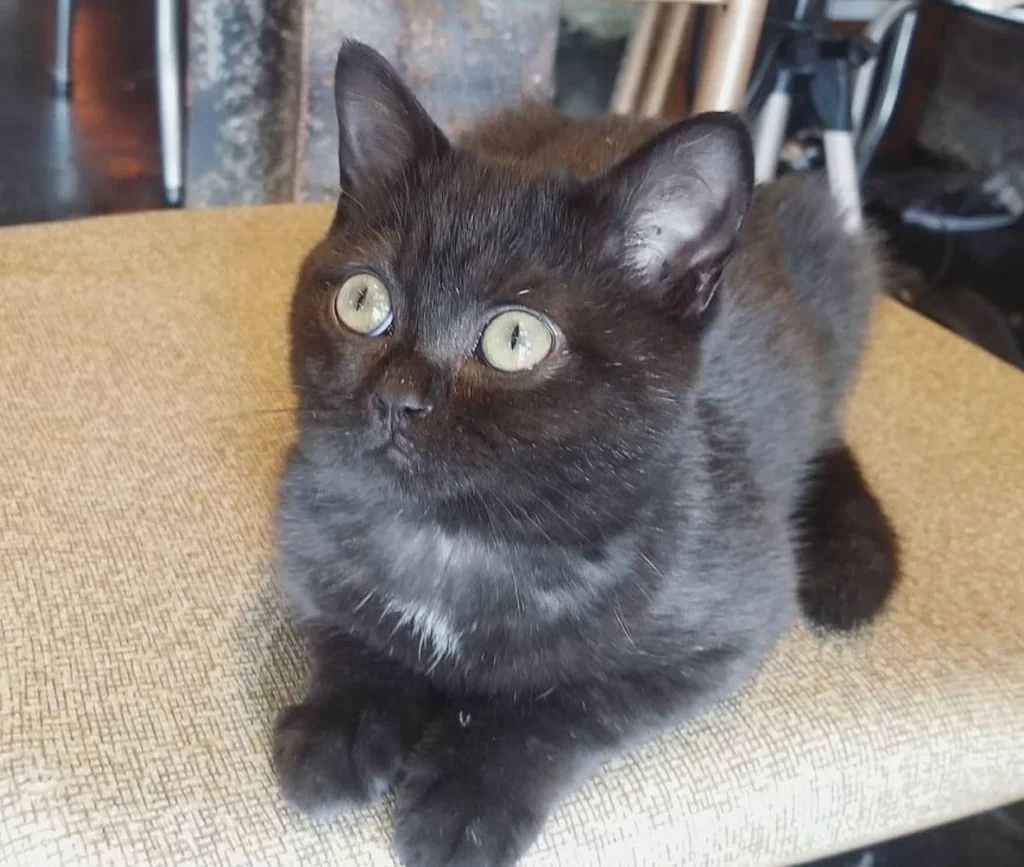 British Blue for Sale Uk