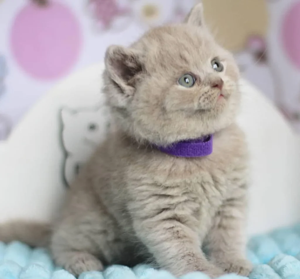 British Cat Shorthair for Sale