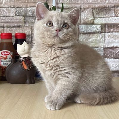 British Fold Cat for Sale