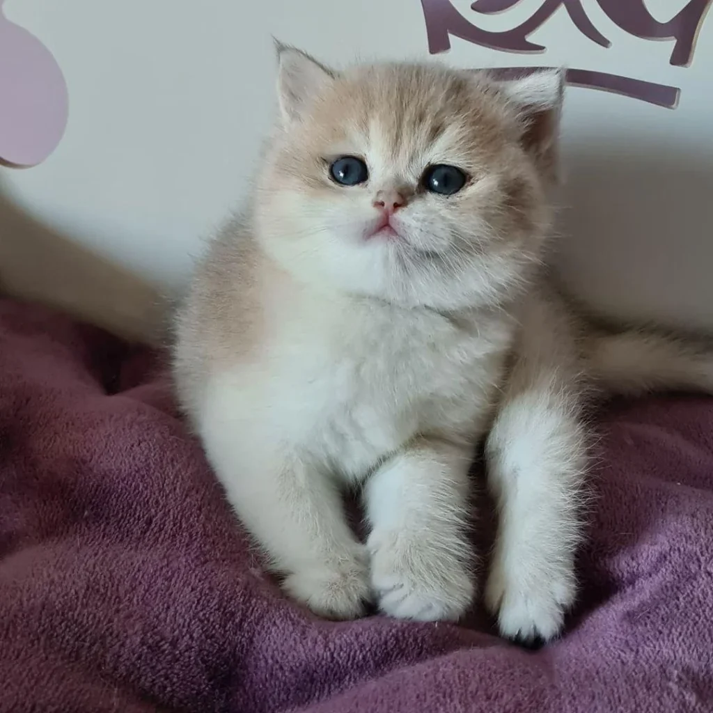 British Short Cat for Sale
