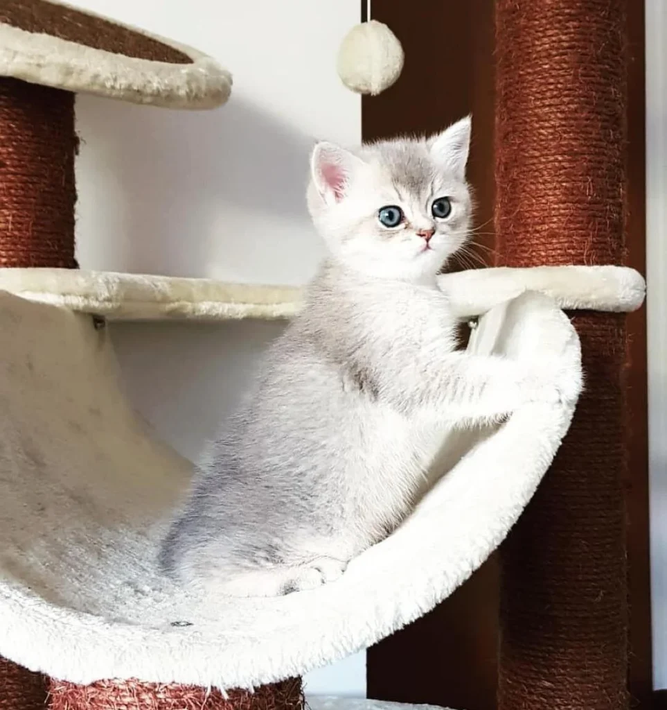 English Shorthair Cat for Sale