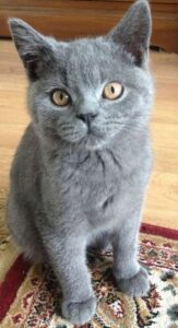British Blue Kittens for Sale Melbourne
