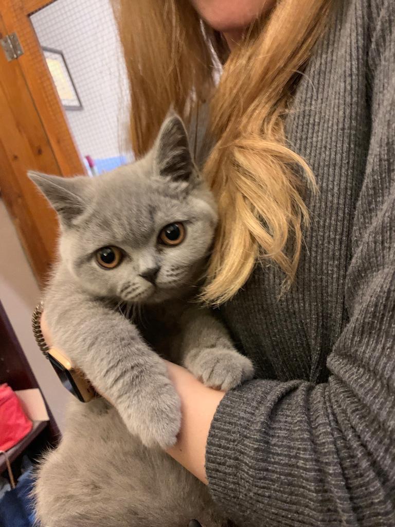 British Shorthair Cats in Canada