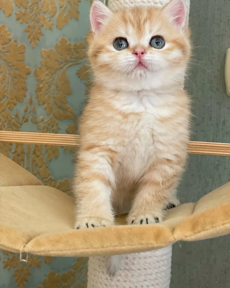 British shorthair cats for sale