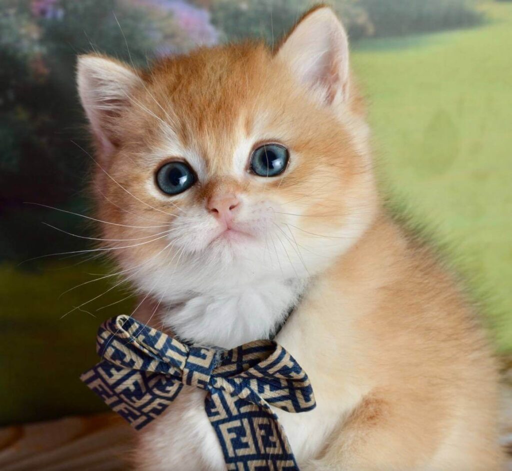 British Shorthair Michigan