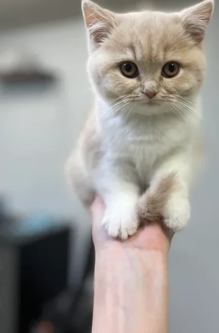 British Shorthair kitten in Tennessee